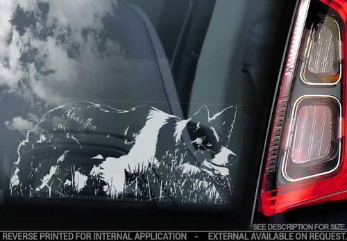 Border collie car - car,