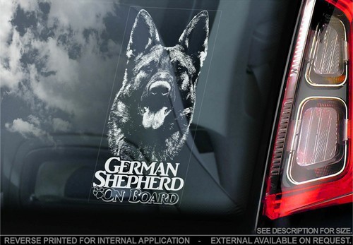 German shepherd car - german,