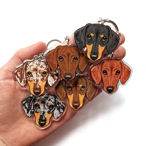 Short hair dachshund - short,